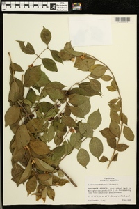 Lonicera maackii image