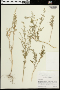 Chenopodium standleyanum image