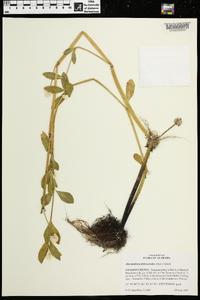 Alternanthera philoxeroides image