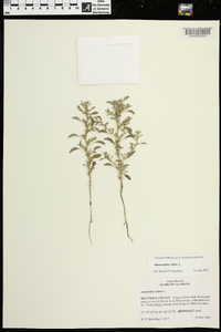 Amaranthus albus image