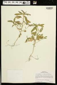 Croton glandulosus var. septentrionalis image