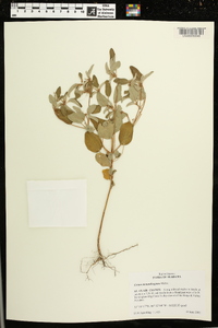 Croton monanthogynus image