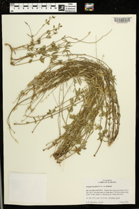 Polygala boykinii var. boykinii image