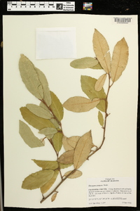 Elaeagnus pungens image