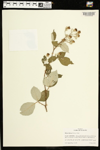 Rubus bifrons image