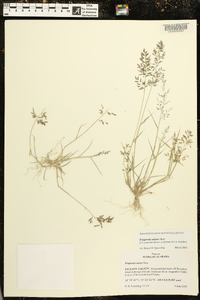 Eragrostis minor image