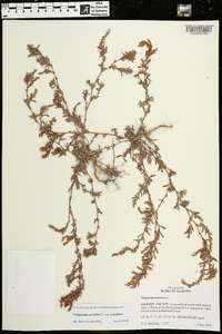 Polygonum aviculare subsp. aviculare image