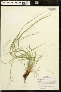 Festuca subverticillata image