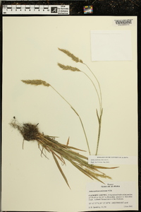 Anthoxanthum odoratum image