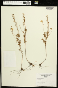 Oenothera perennis image