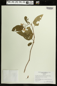 Lycianthes tricolor image