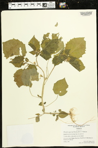 Physalis minima image