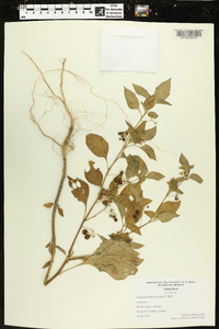 Solanum americanum image