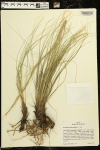 Xerophyllum asphodeloides image