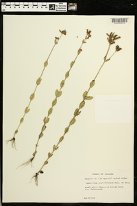 Mitreola sessilifolia image