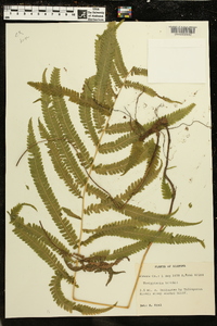 Thelypteris kunthii image