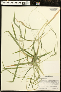 Leersia virginica image