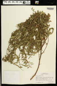 Ludwigia glandulosa image