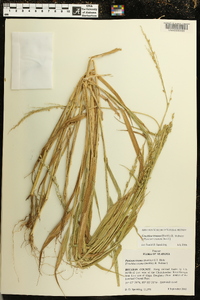 Urochloa texana image