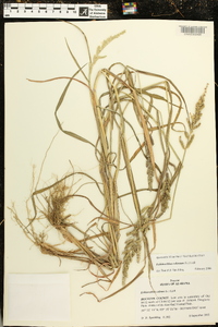 Echinochloa colona image