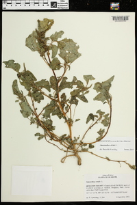 Amaranthus viridis image