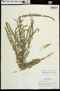 Amaranthus tuberculatus image