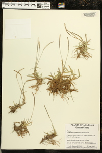 Eremochloa ophiuroides image