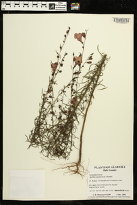 Agalinis purpurea image