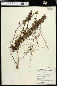 Desmodium ciliare image