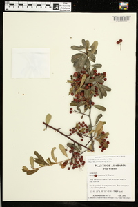 Pyracantha koidzumii image