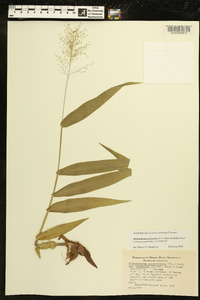 Dichanthelium polyanthes image