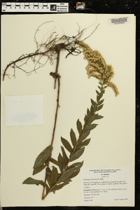 Solidago fistulosa image