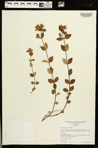 Rhexia petiolata image