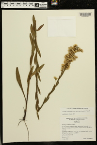 Solidago sempervirens var. mexicana image