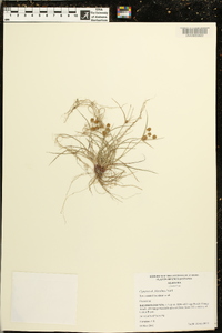 Cyperus filiculmis image