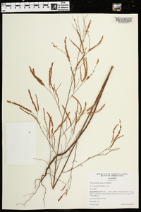 Polygonella gracilis image