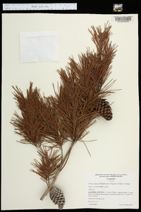 Pinus clausa image