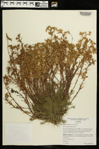 Polypremum procumbens image