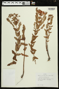 Hypericum myrtifolium image