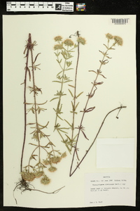 Pycnanthemum flexuosum image