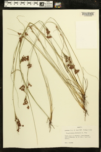 Rhynchospora torreyana image