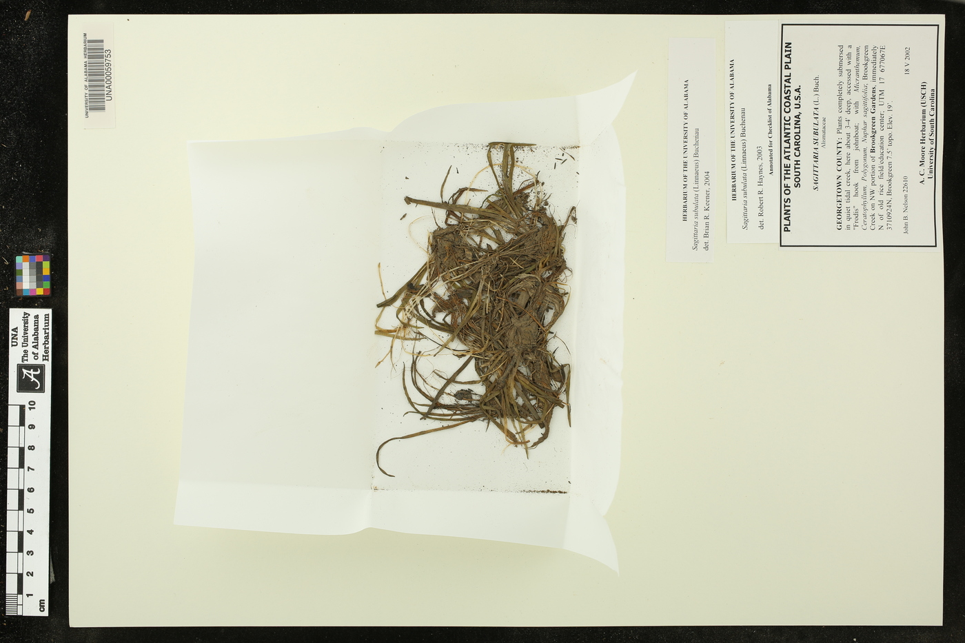 Sagittaria subulata image