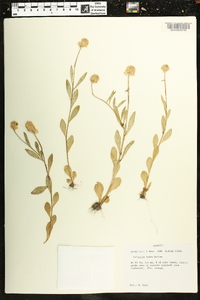 Polygala lutea image