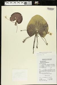 Nymphoides indica image