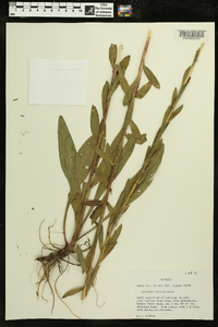 Solidago stricta image