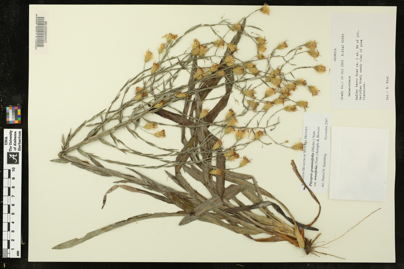 Pityopsis graminifolia image