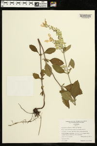 Scutellaria elliptica image