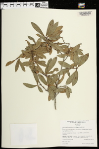 Quercus hemisphaerica image