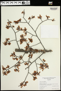 Ulmus alata image