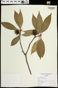 Illicium floridanum image